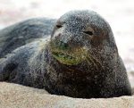 Caribbean monk seal Facts, Habitat, Pictures and Diet