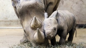 West African Black rhino Facts, Habitat, Last Sightings, Pictures and Diet