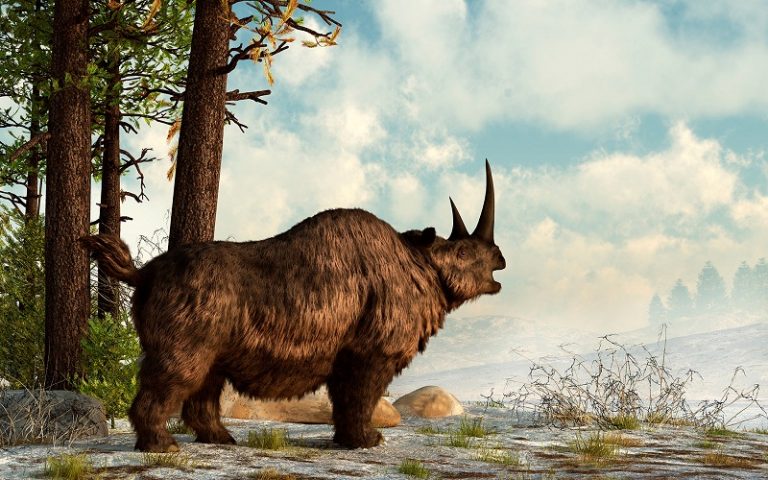 Woolly rhino Facts, Habitat, Pictures and Range