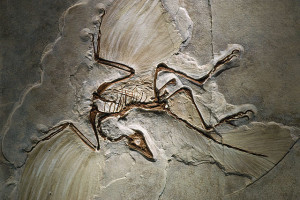 Archaeopteryx Facts, Habitat, Pictures and Diet