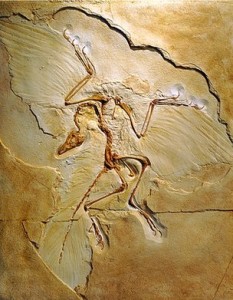 archaeopteryx discovery