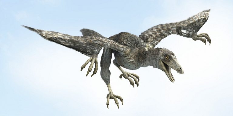 Archaeopteryx Facts, Habitat, Pictures and Diet