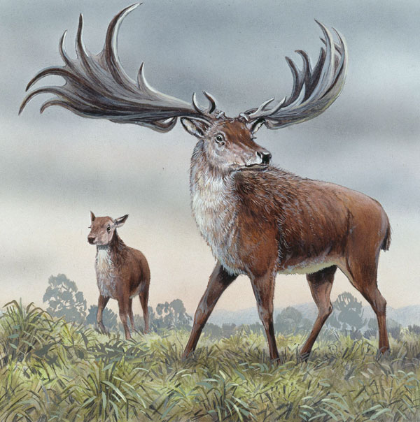 irish elk size comparison