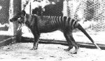 Thylacine Facts, Habitat, Pictures, Sightings, Extinction and Range