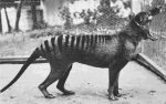 Thylacine Facts, Habitat, Pictures, Sightings, Extinction and Range