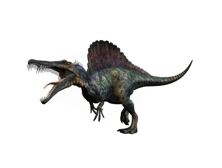 Spinosaurus Pictures, Facts, Diet and Adaptations