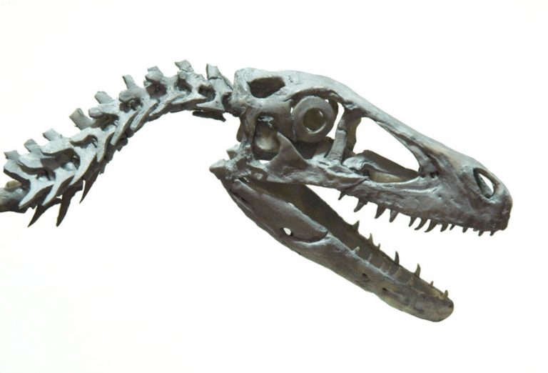 utahraptor fossil