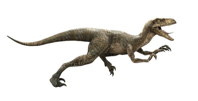 Velociraptor Facts, Size, Speed, Habitat, Fossils & Pictures