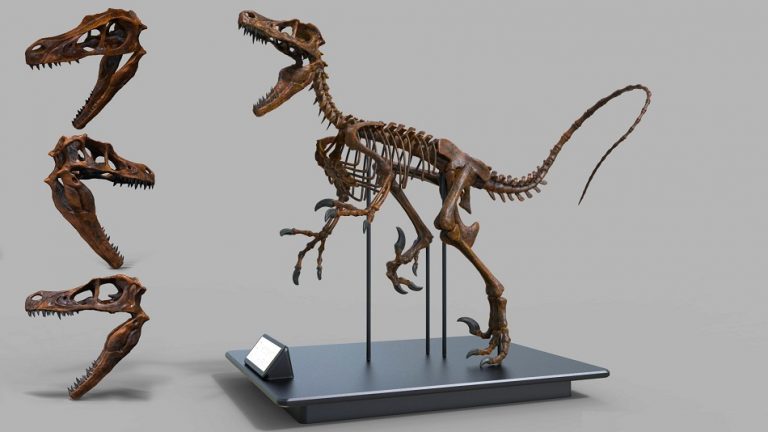 velociraptor skeleton price