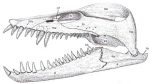 Elasmosaurus Facts, Adaptation, Classification and Species