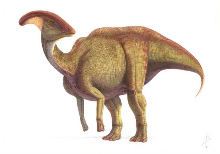 accurate parasaurolophus