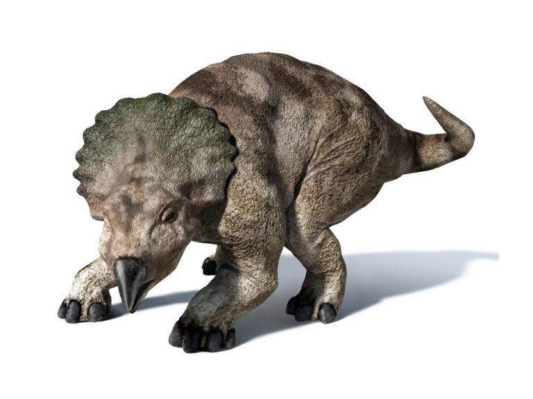 protoceratops fossil