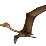 Quetzalcoatlus | Extinct Animals