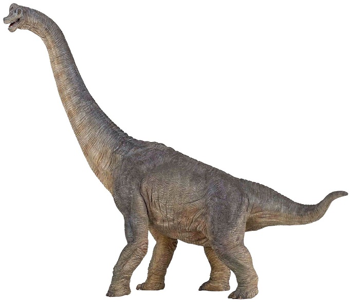 Brachiosaurus | Extinct Animals
