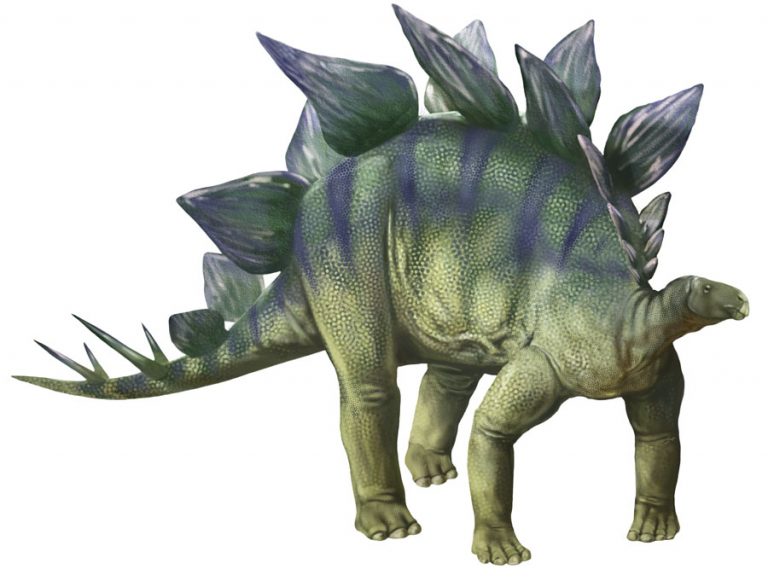 le stegosaurus