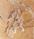 Archaeopteryx Facts, Habitat, Pictures and Diet