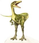 compsognathus fossil