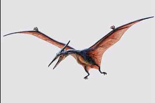 real life pterodactyl