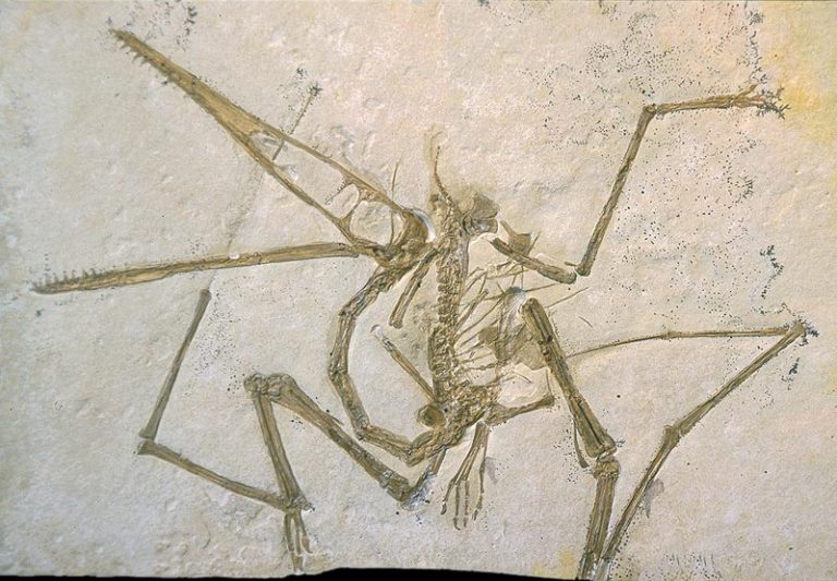 pterosaur bones