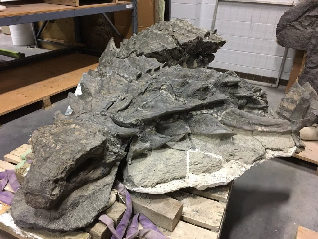 ankylosaurus skeleton