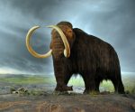 Woolly Mammoth Facts, Habitat, Diet, Fossils, Pictures