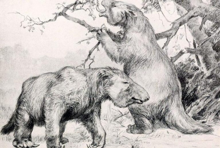 Giant Ground Sloth (Megatherium) Facts, Habitat, Diet, Fossils, Pictures