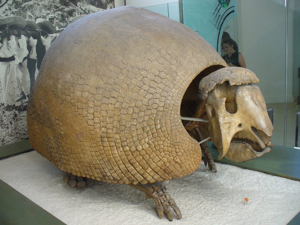 Glyptodon Fossils | Extinct Animals