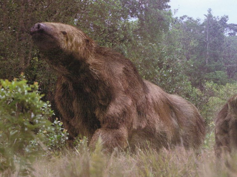 Giant Ground Sloth (Megatherium) Facts, Habitat, Diet, Fossils, Pictures