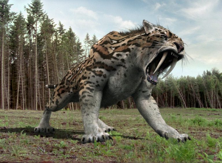 wild republic smilodon