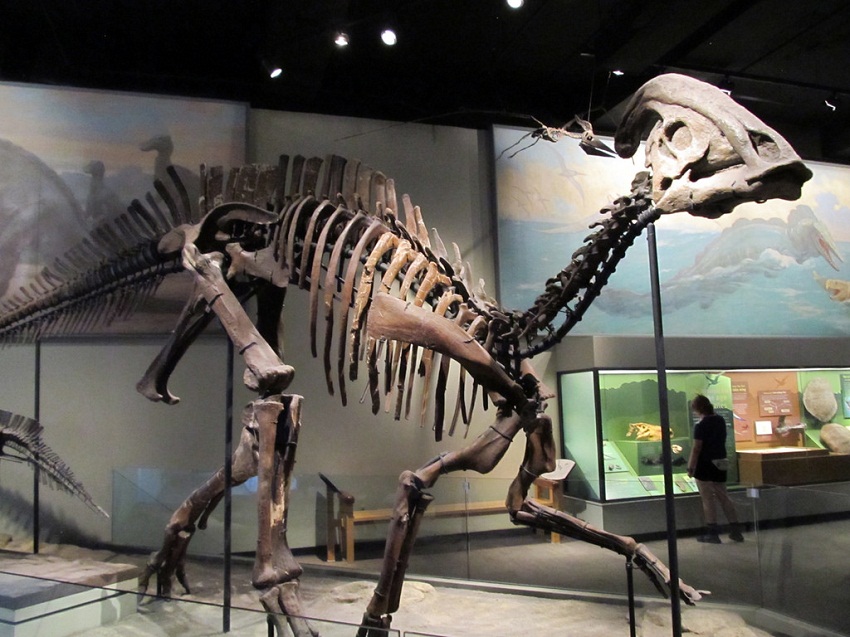 Hadrosaur Facts, Habitat, Diet, Fossils, Pictures