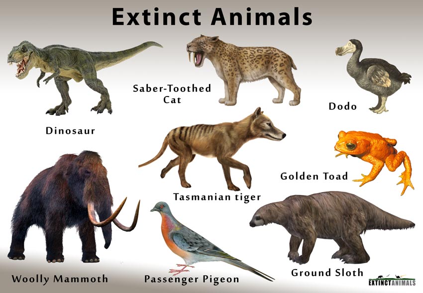 Lists of Extinct Species With Facts and Pictures