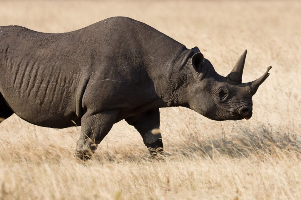 black rhino extinct