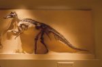 Edmontosaurus Facts, Habitat, Diet, Fossils, Pictures