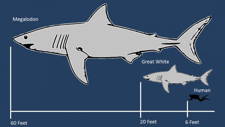 Megalodon Facts, Habitat, Diet, Fossils, Pictures