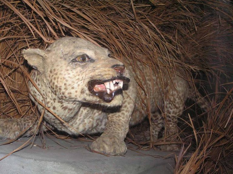 Zanzibar Leopard Facts, Habitat, Diet, Fossils, Pictures