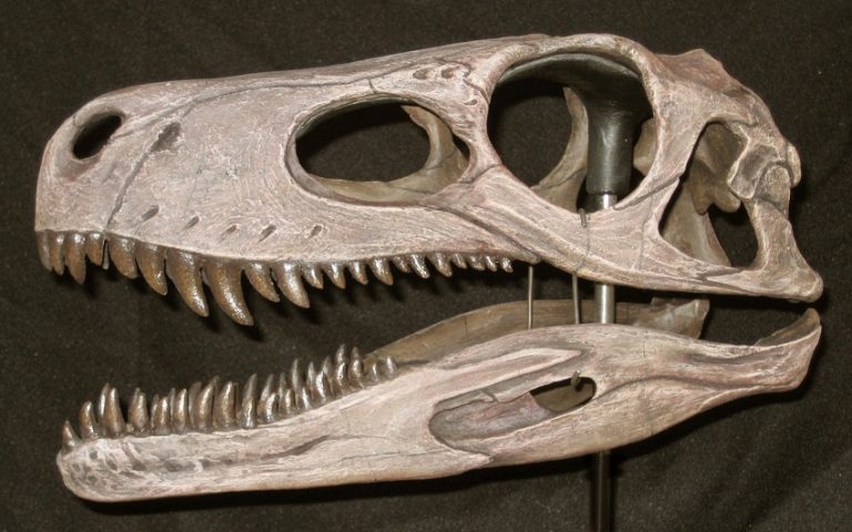 herrerasaurus fossil