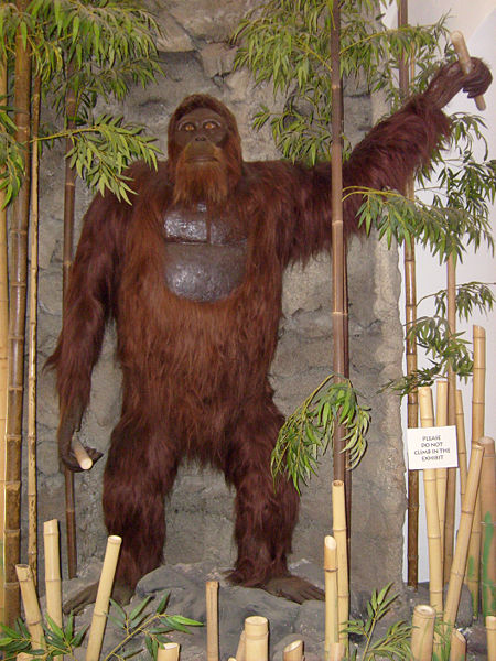 gigantopithecus blacki