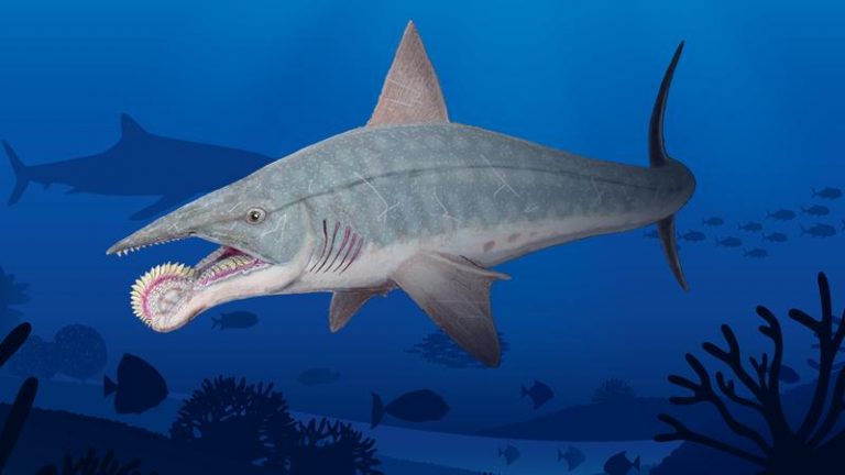 Helicoprion Shark Facts, Habitat, Diet, Fossils, Tooth-whorl, Pictures