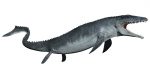 Mosasaurus Facts, Habitat, Diet, Size, Skeleton, Tooth, Fossils, Pictures