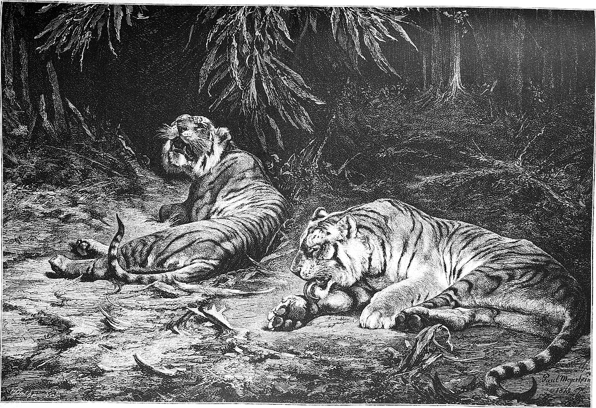 Types Of Extinct Tiger Species And Subspecies