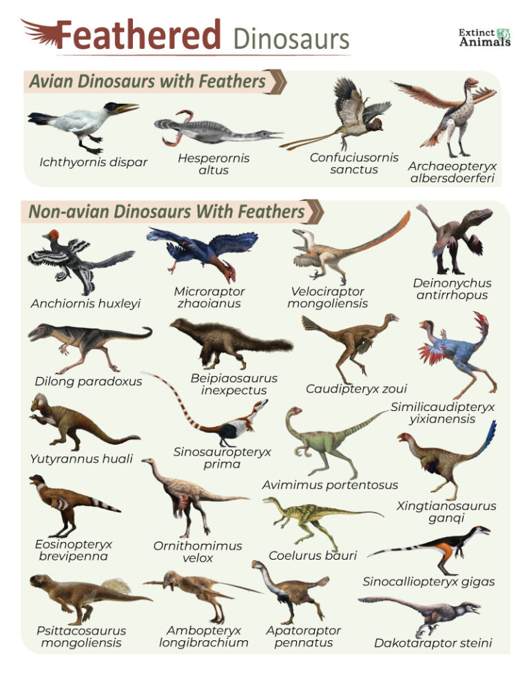 Feathered Dinosaurs – Facts, List, Pictures