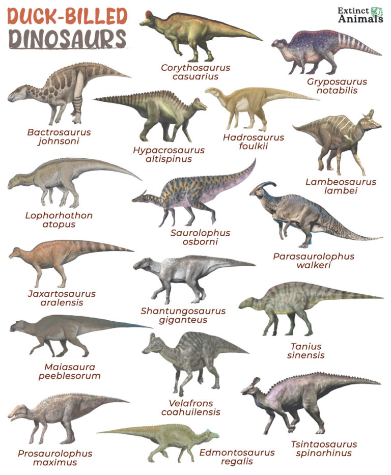 Types of Duck-billed Dinosaurs – List, Facts, Pictures