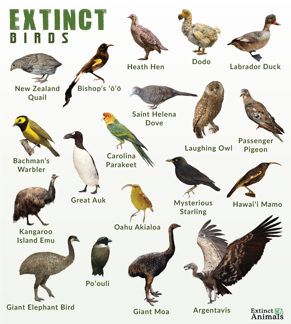 List of Extinct Birds With Pictures