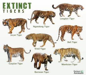 Types of Extinct Tiger Species and Subspecies