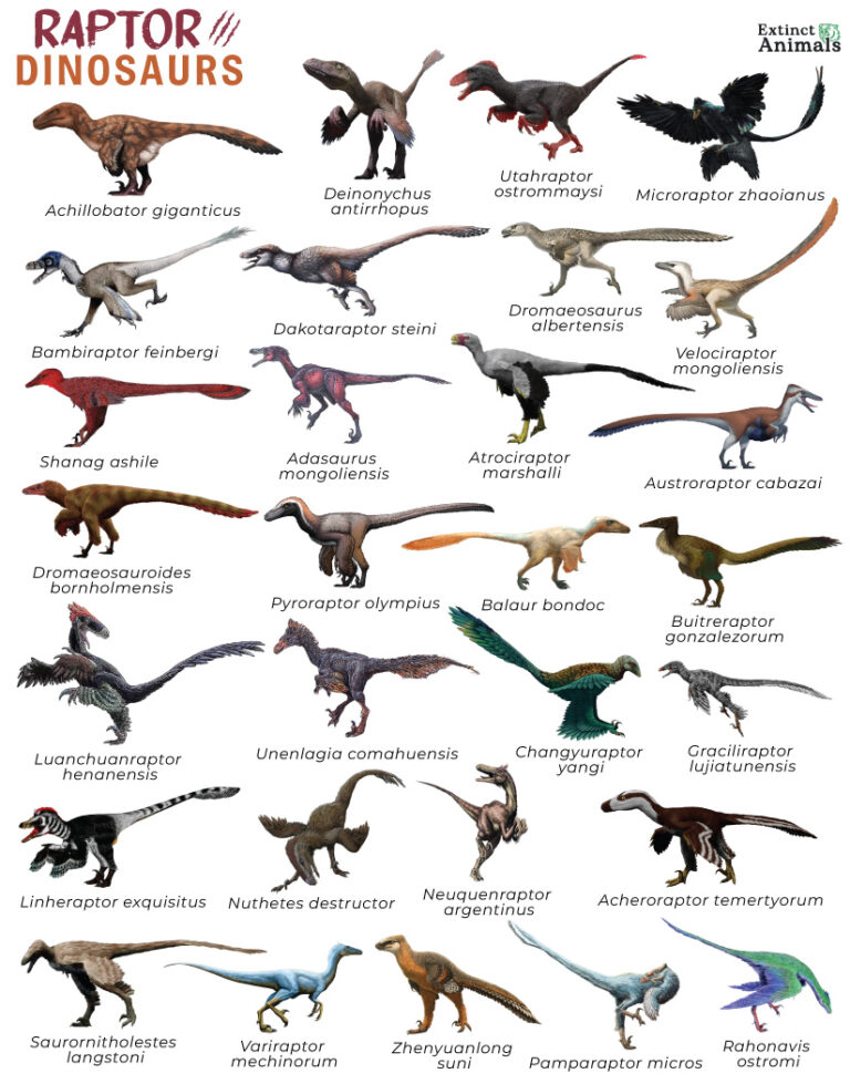 Raptor Dinosaurs – Facts, List, Pictures