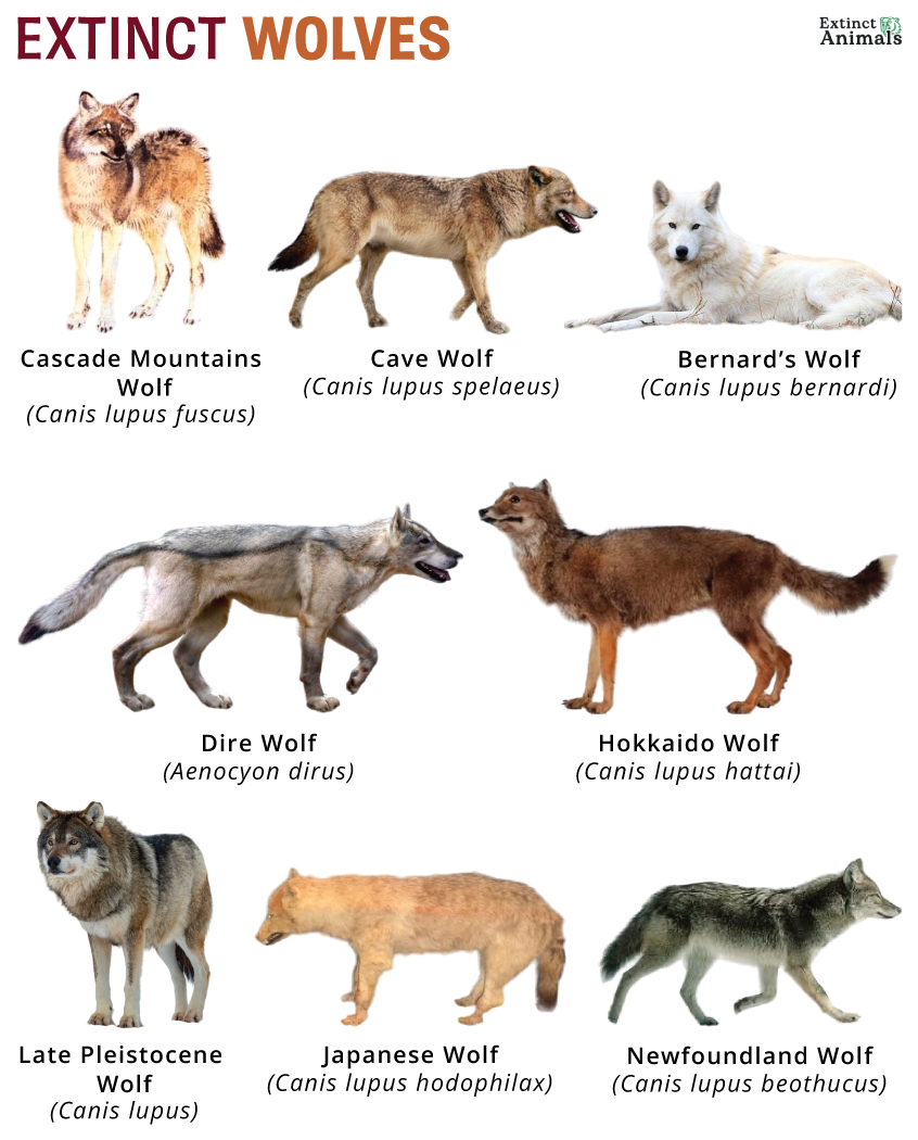 Extinct Wolves – Facts, List, Pictures